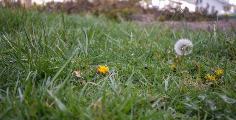 View of grass from the ground level with small dandelions peeking from flattened weeds