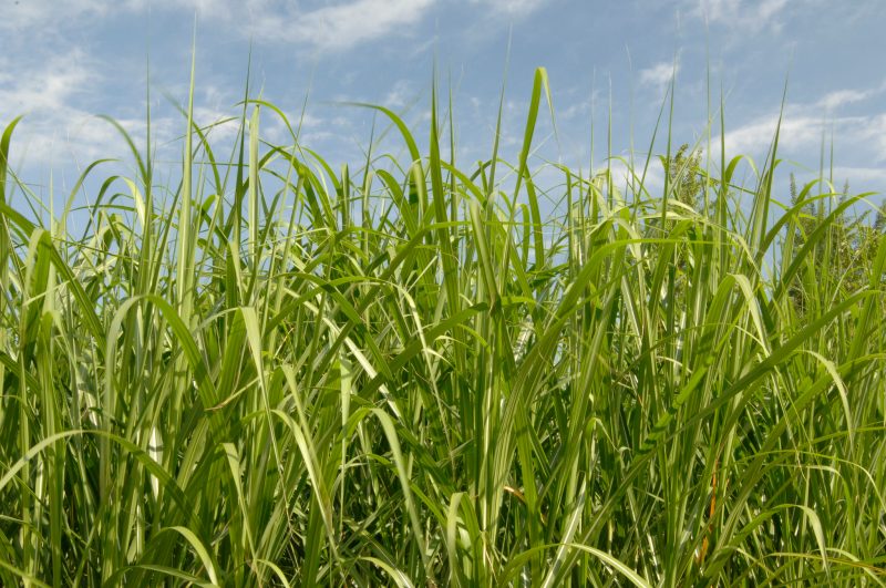 Long grass highlighted against a blue sky.